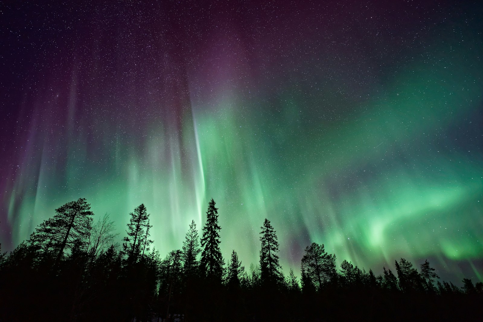Northern lights over a forest